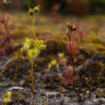 A pictorial key of the Drosera peltata complex