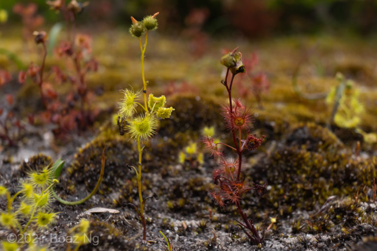 A pictorial key of the Drosera peltata complex