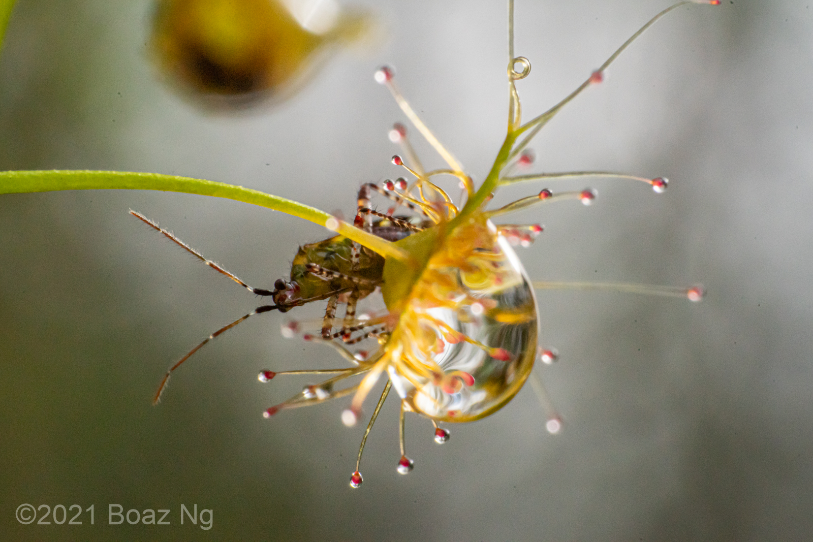 Setocoris bug on Drosera lunata