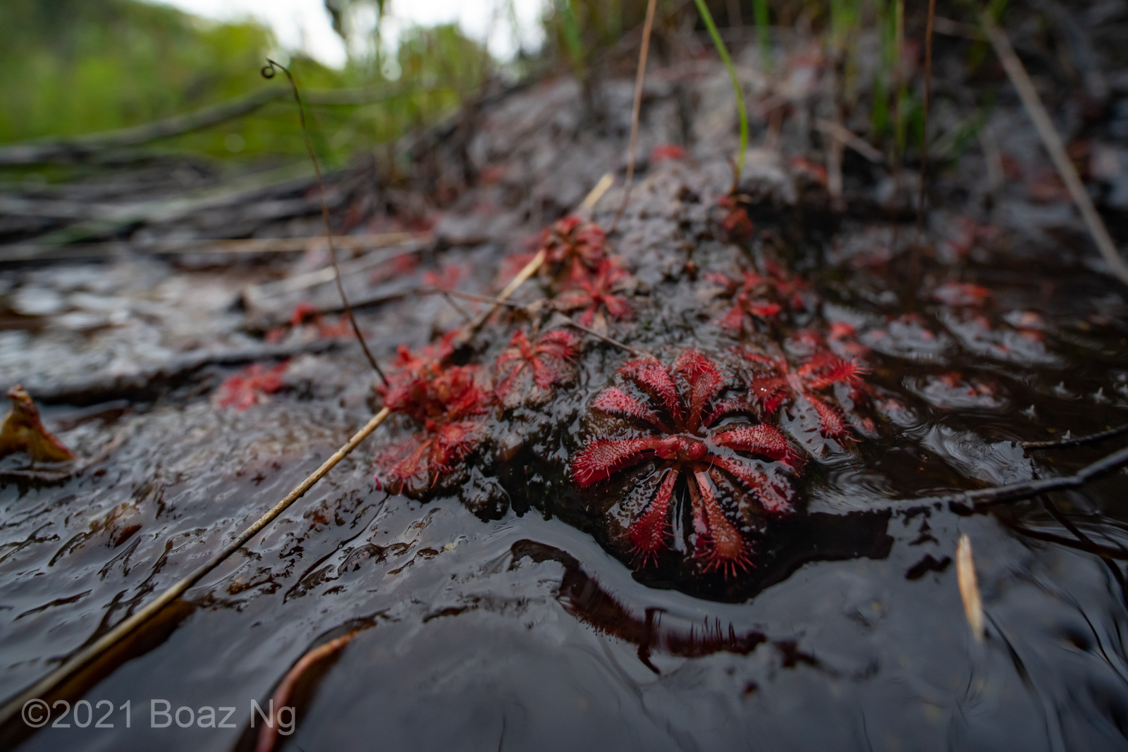 Drosera spatulata in Sydney