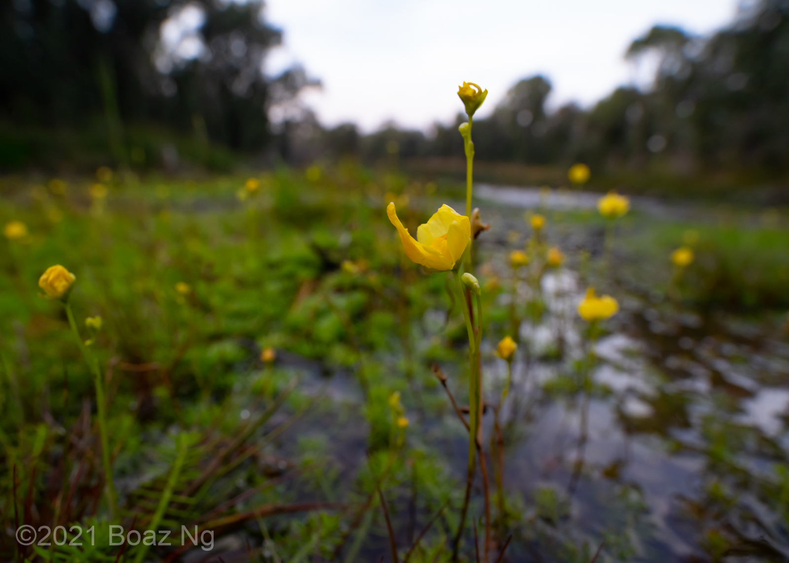 Utricularia gibba Species Profile