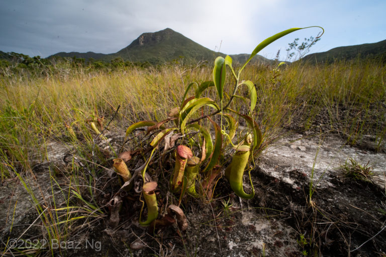 Nepenthes mirabilis Species Profile