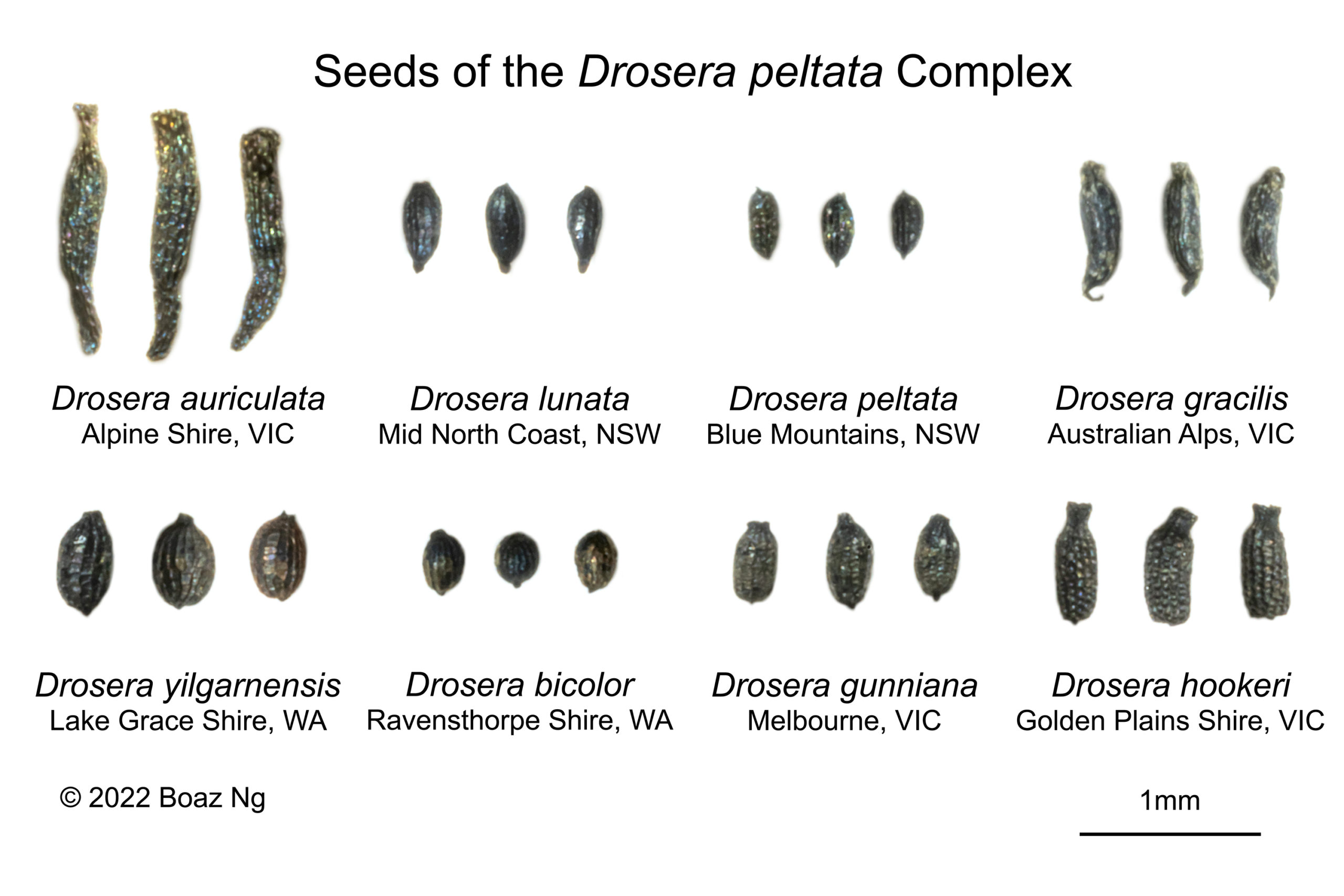 Seed comparison of the Drosera peltata complex