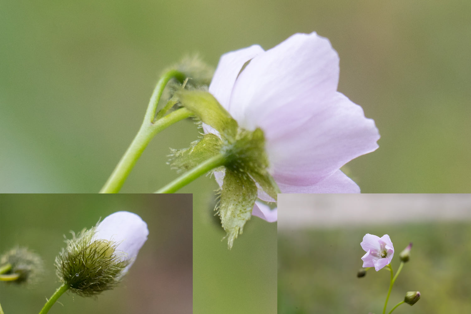 Natural hybrid between Drosera gunniana and D. auriculata