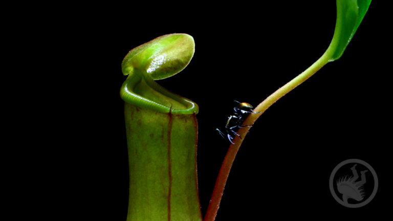 Carnivorous Plant Time-lapse