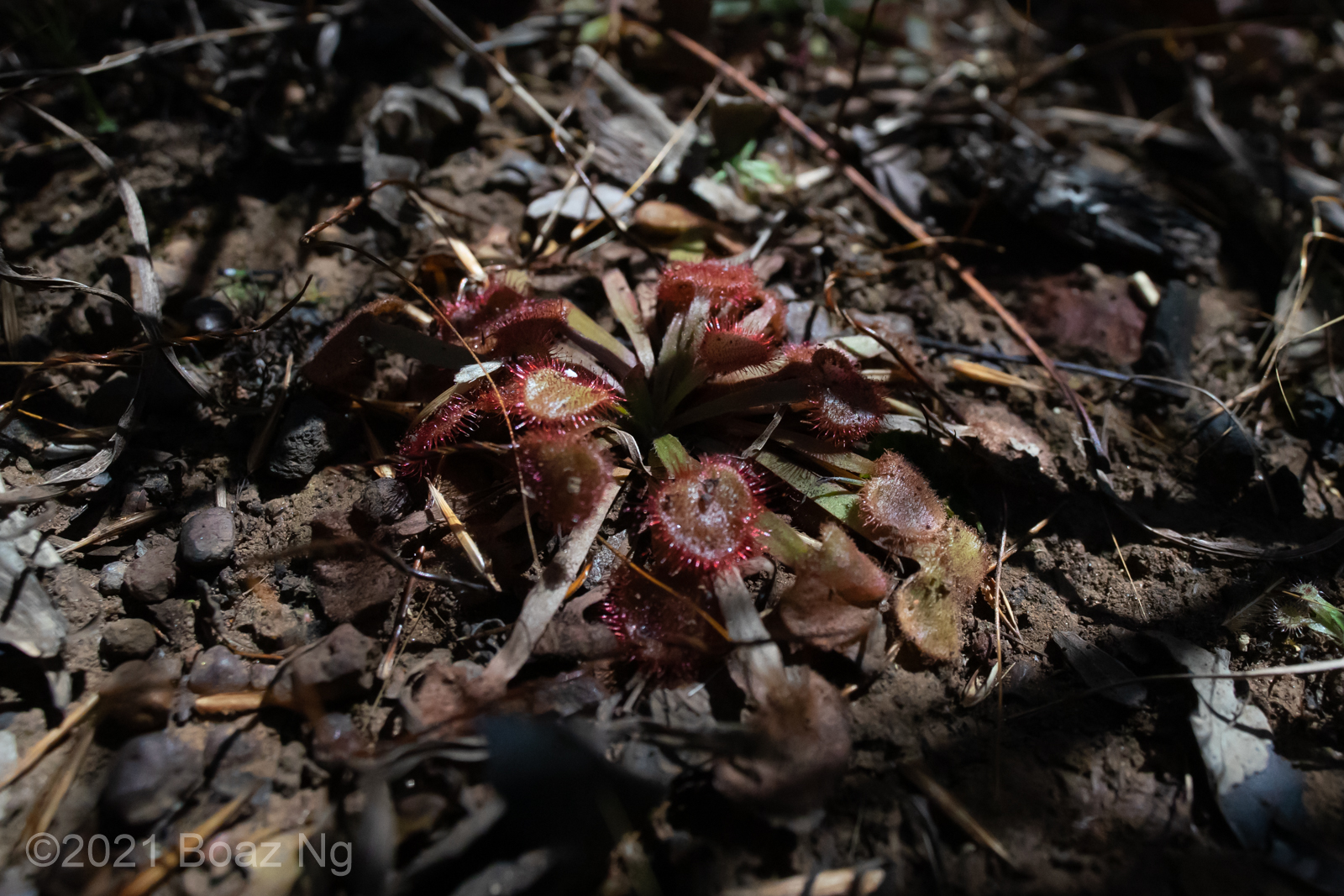 Drosera kenneallyi Species Profile