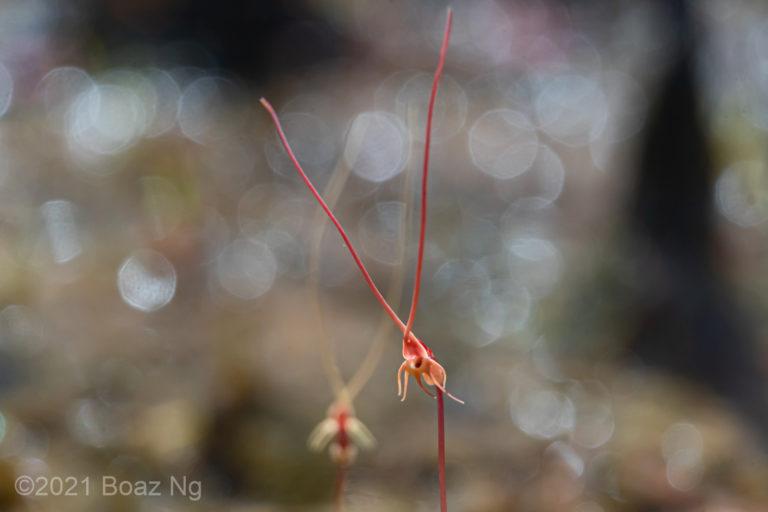 Utricularia capilliflora Species Profile