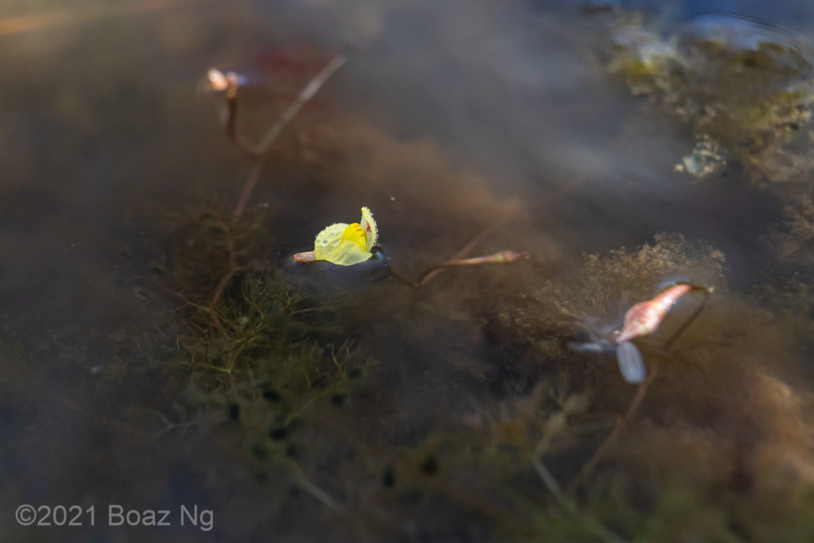 Utricularia adamsii Species Profile