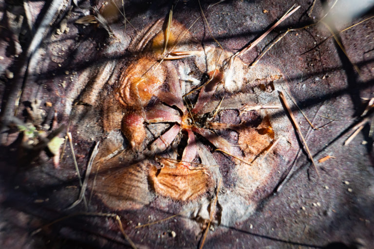 Carnivorous Plants of Australia’s Top End