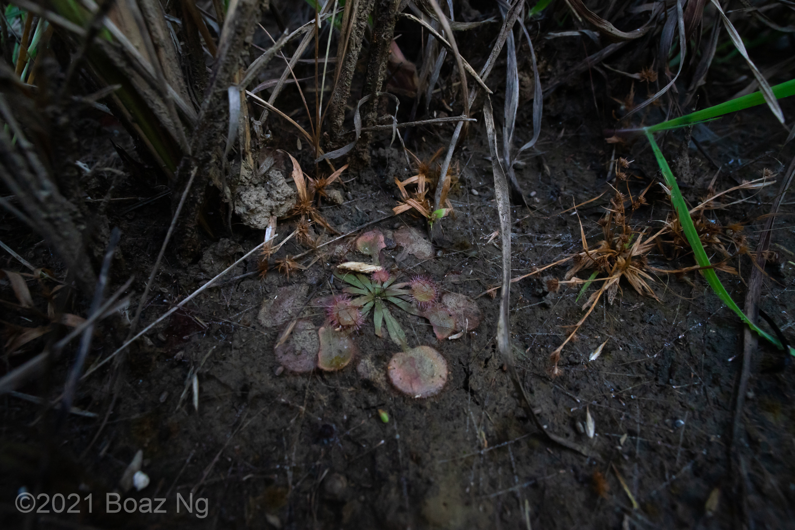 Drosera falconeri grows in acidic substrates