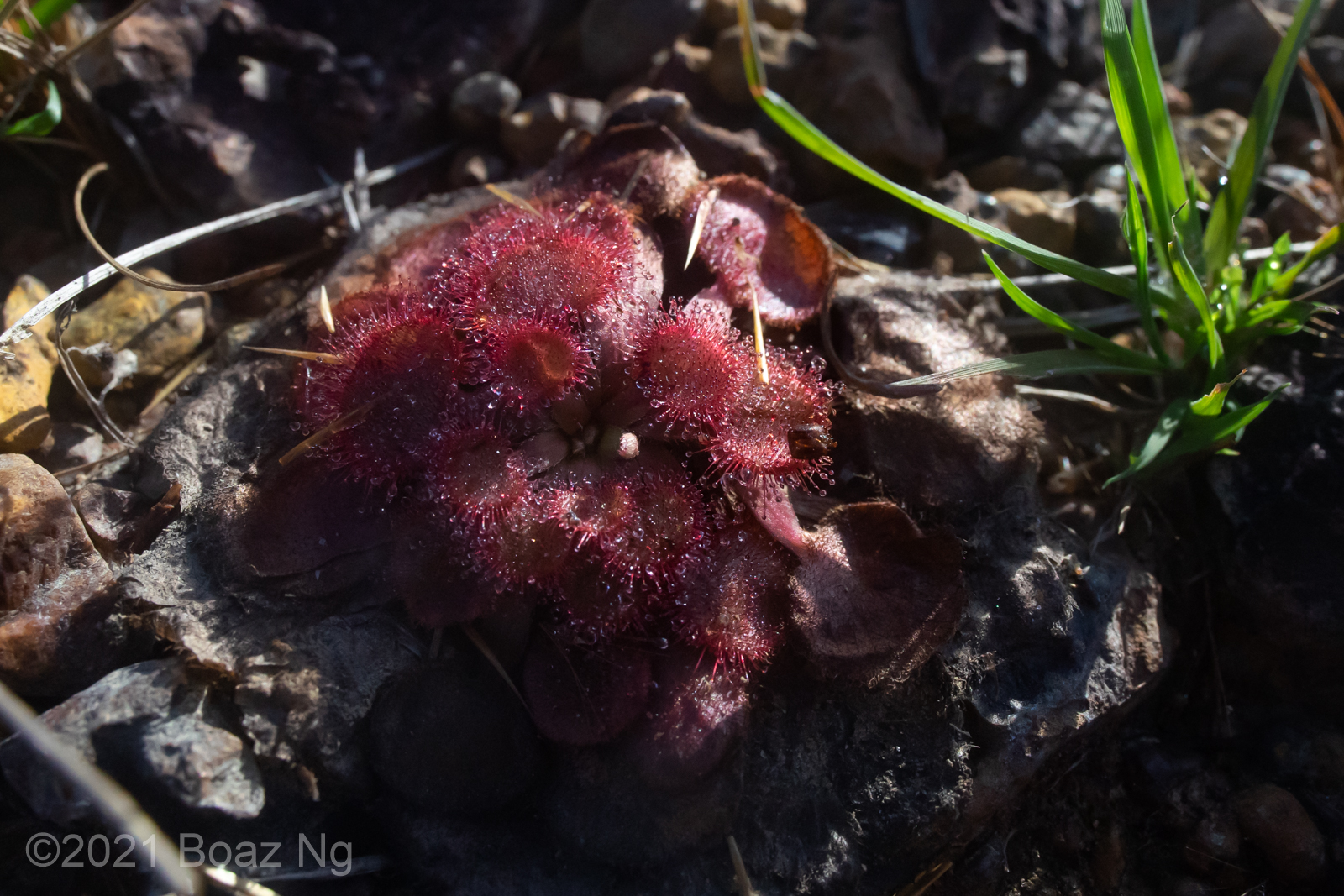 Drosera falconeri Species Profile