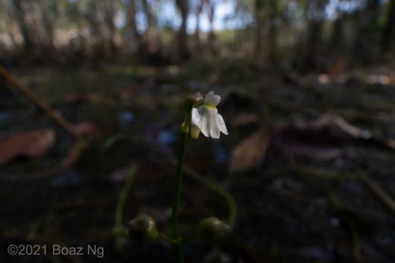 Utricularia linearis Species Profile