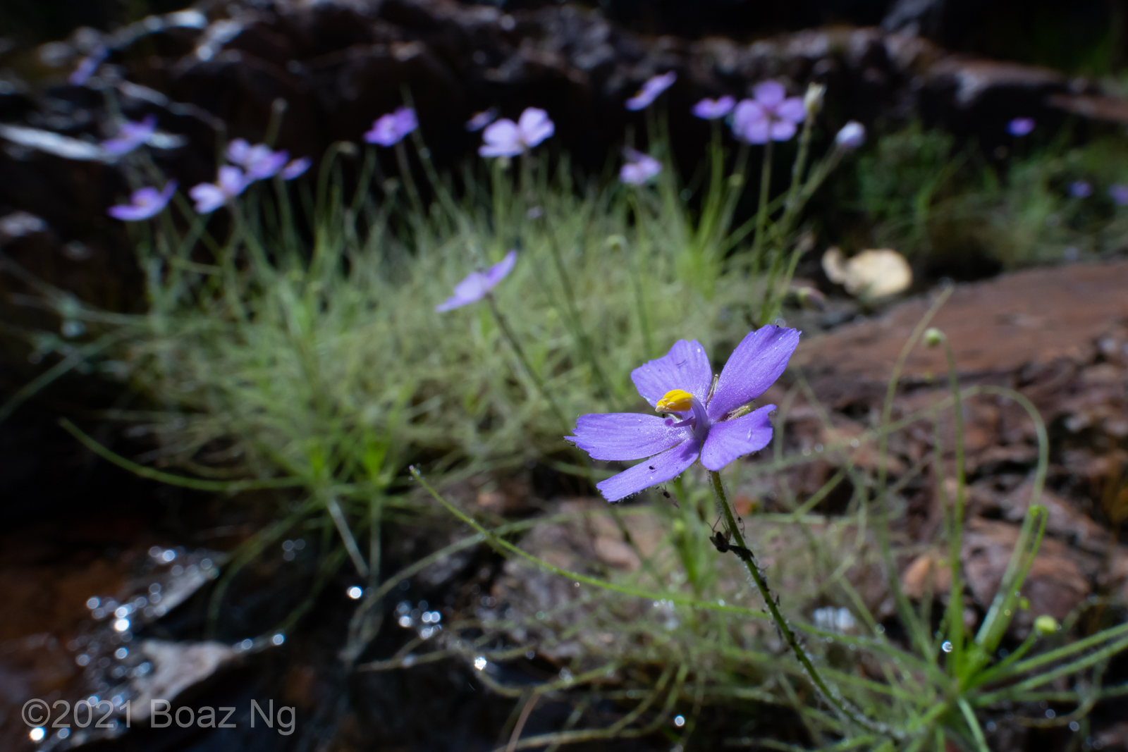 Byblis liniflora Species Profile