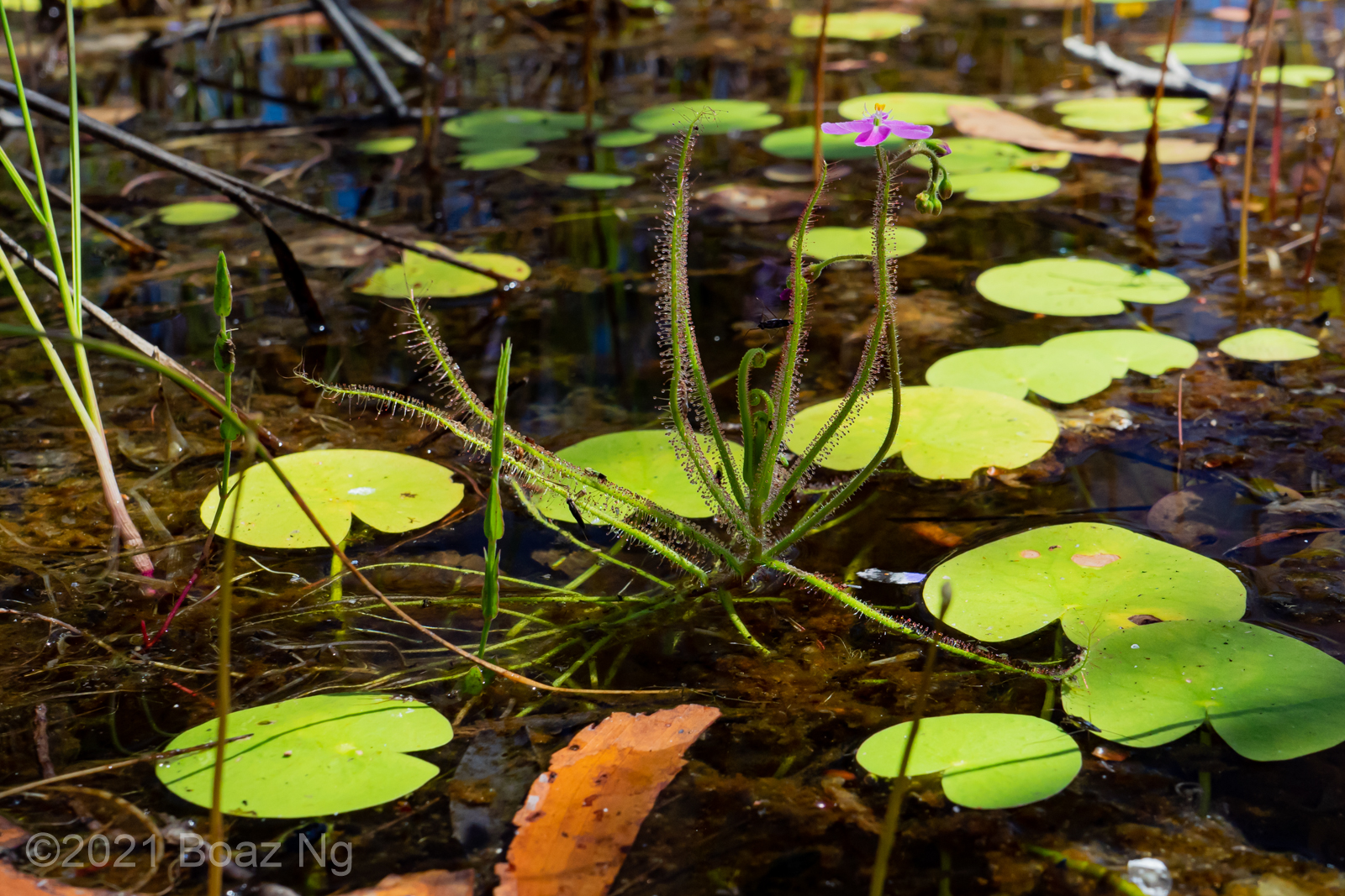 Drosera aquatica Species Profile