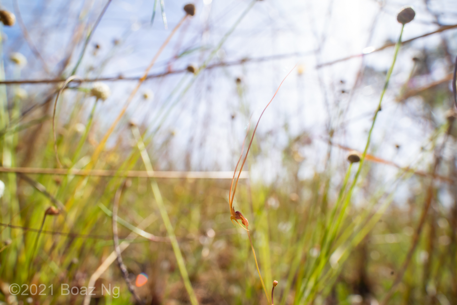 Utricularia dunlopii Species Profile