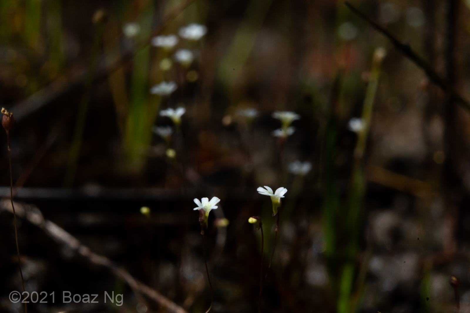 Utricularia quinquedentata Species Profile