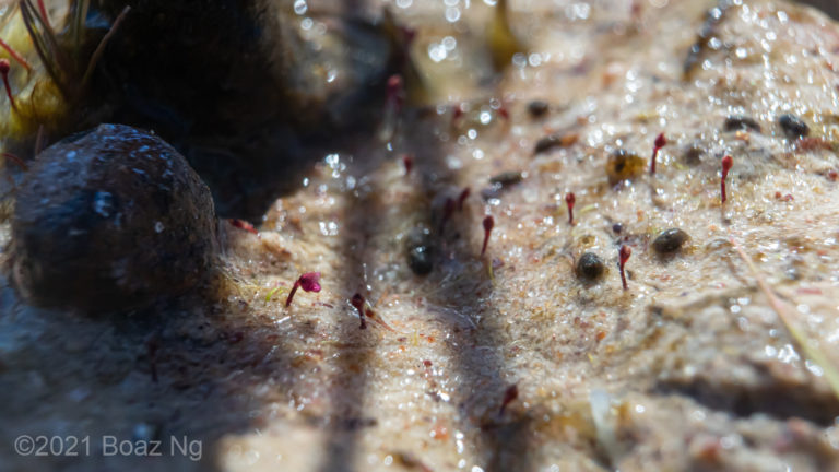 Utricularia simmonsii Species Profile