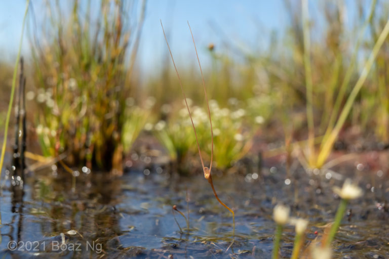 Utricularia dunstaniae Species Profile