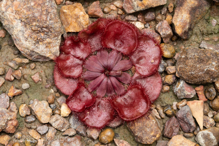 Drosera falconeri Species Profile