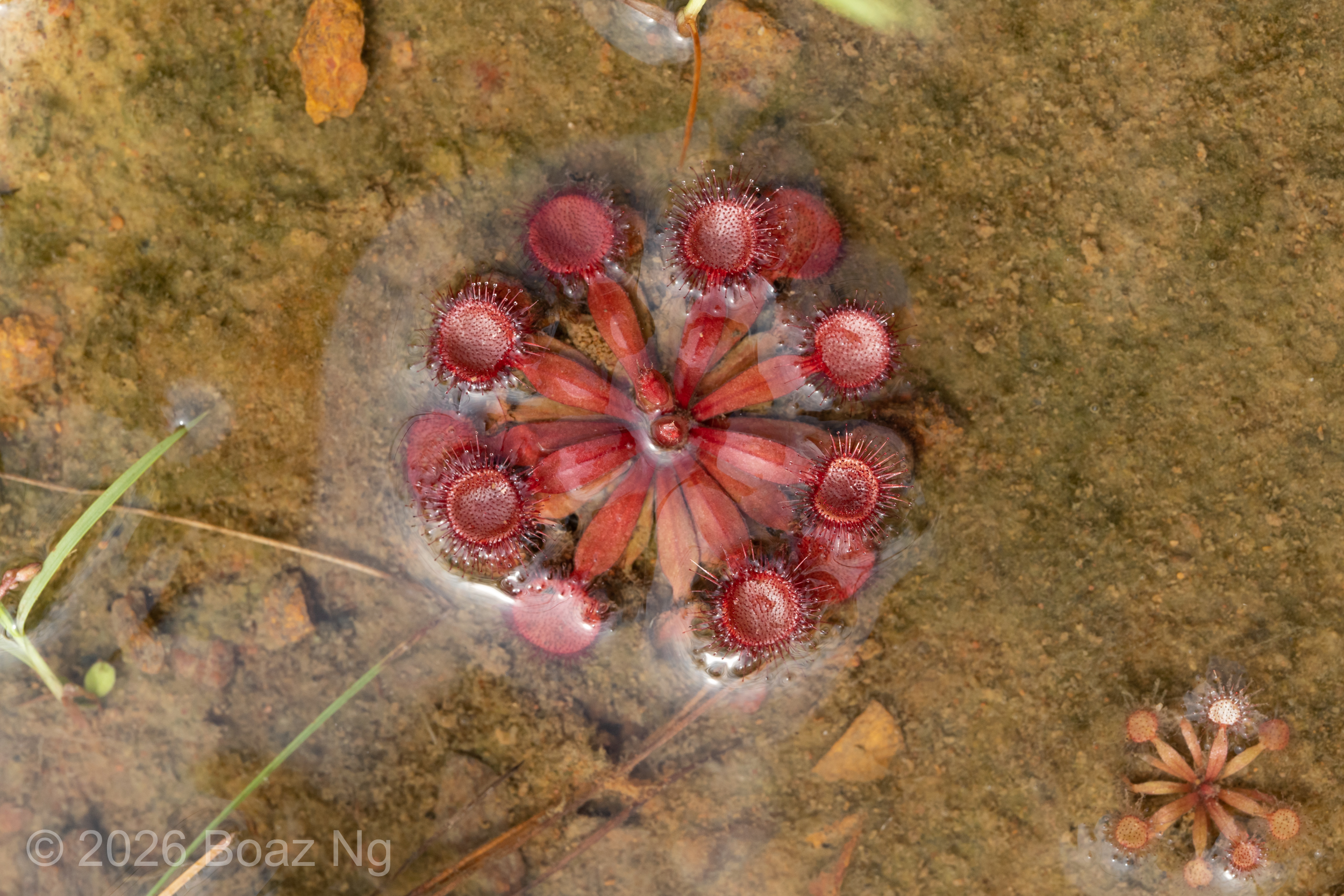 Drosera kenneallyi Species Profile