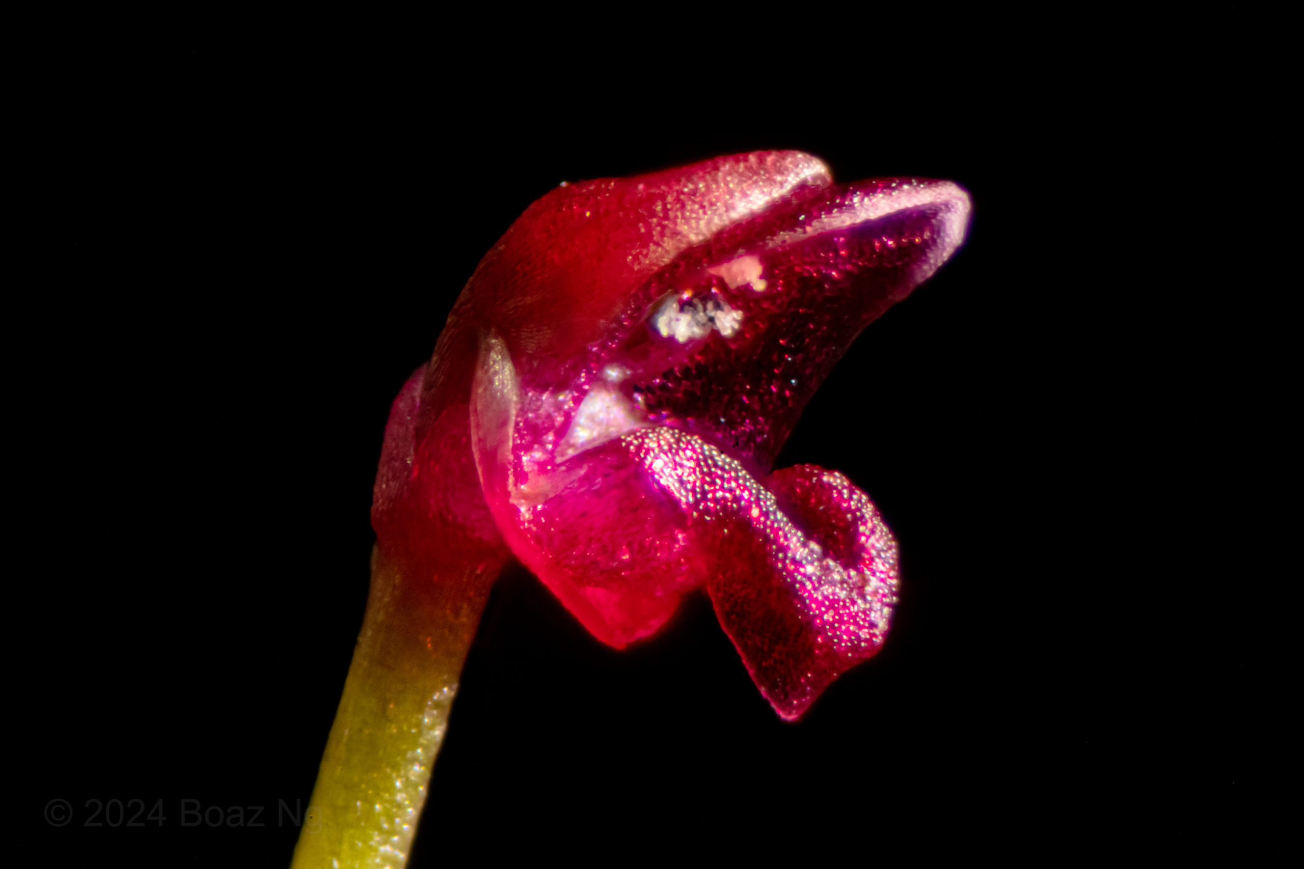 Utricularia simmonsii Species Profile
