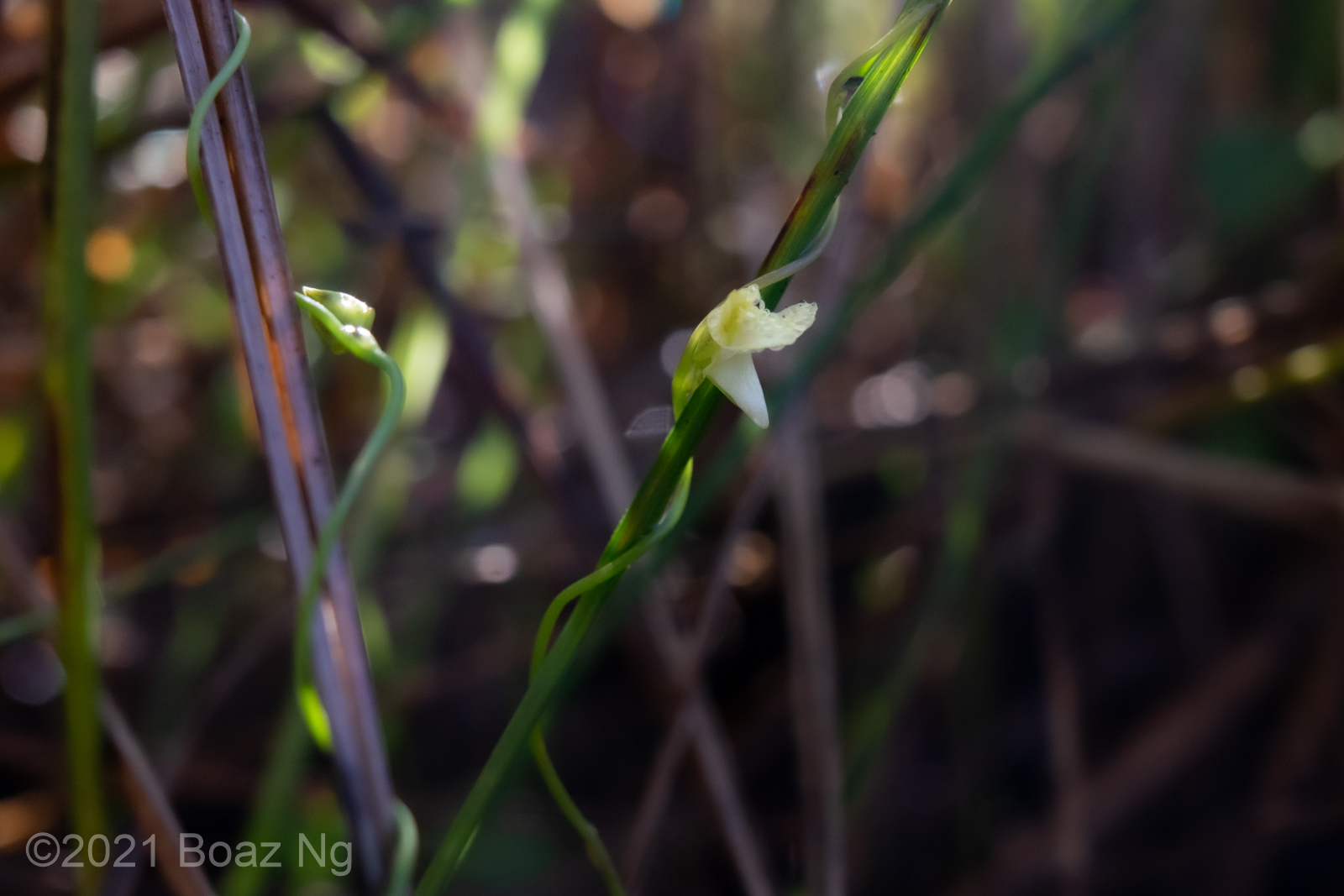 Utricularia circumvoluta Species Profile