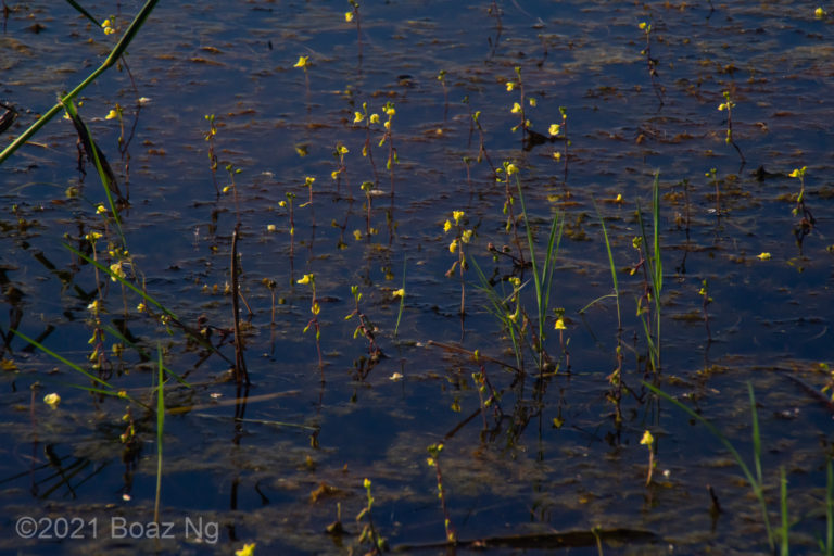 Utricularia aurea Species Profile