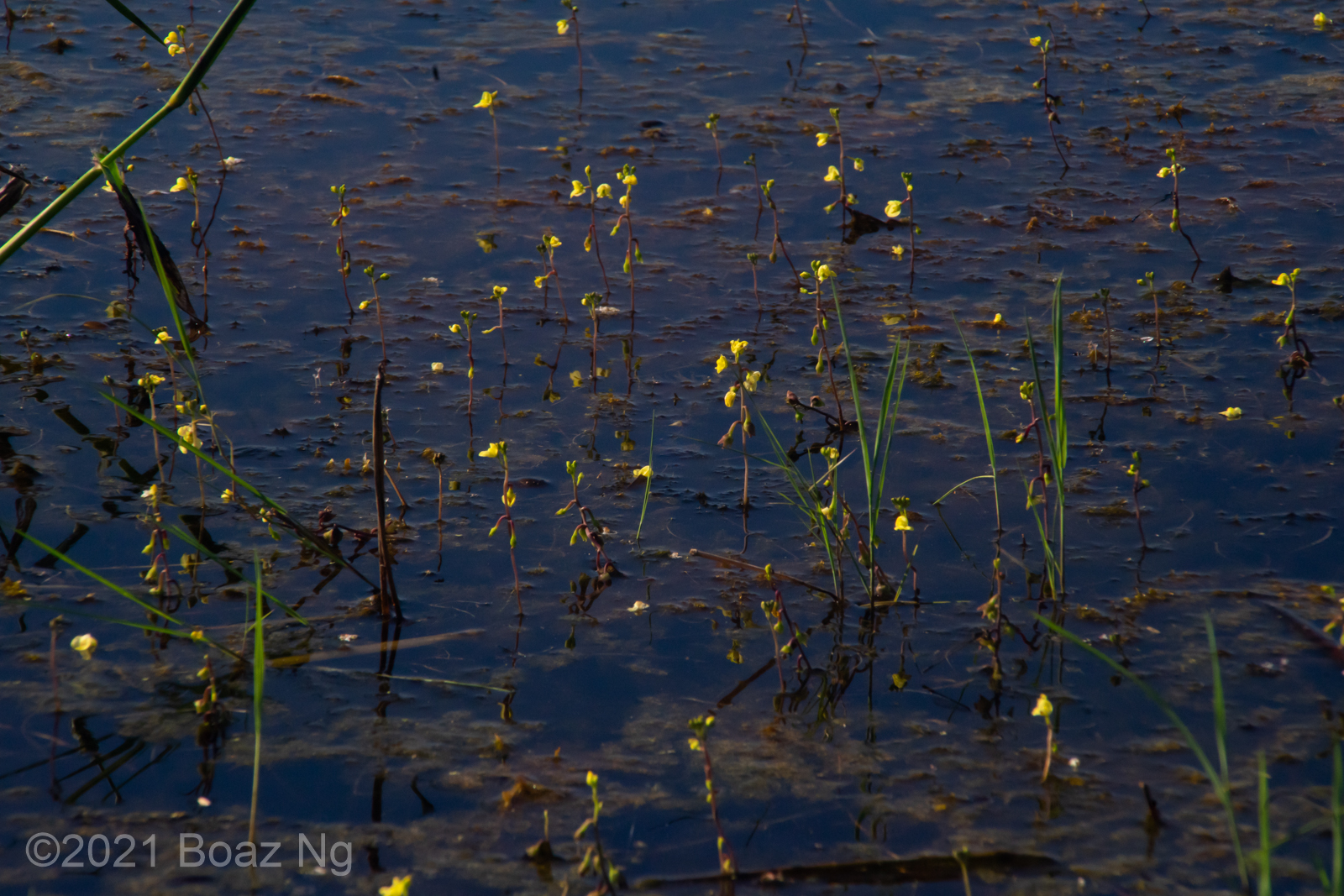 Utricularia aurea Species Profile