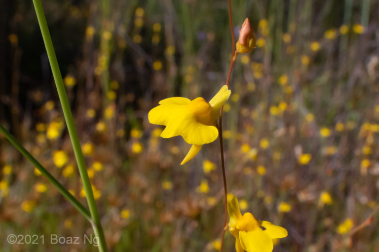 Utricularia chrysantha Species Profile