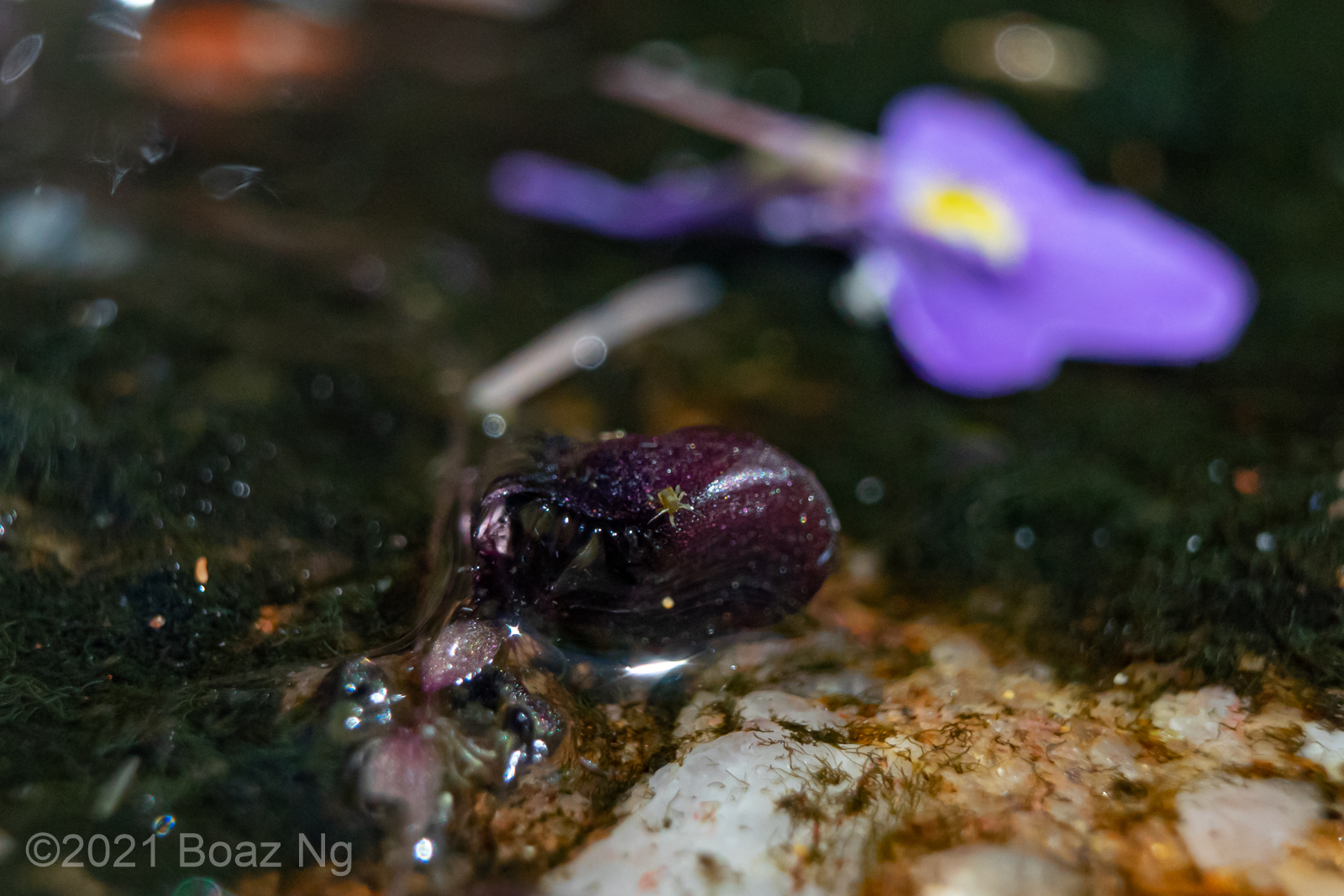 Utricularia arnhemica Species Profile