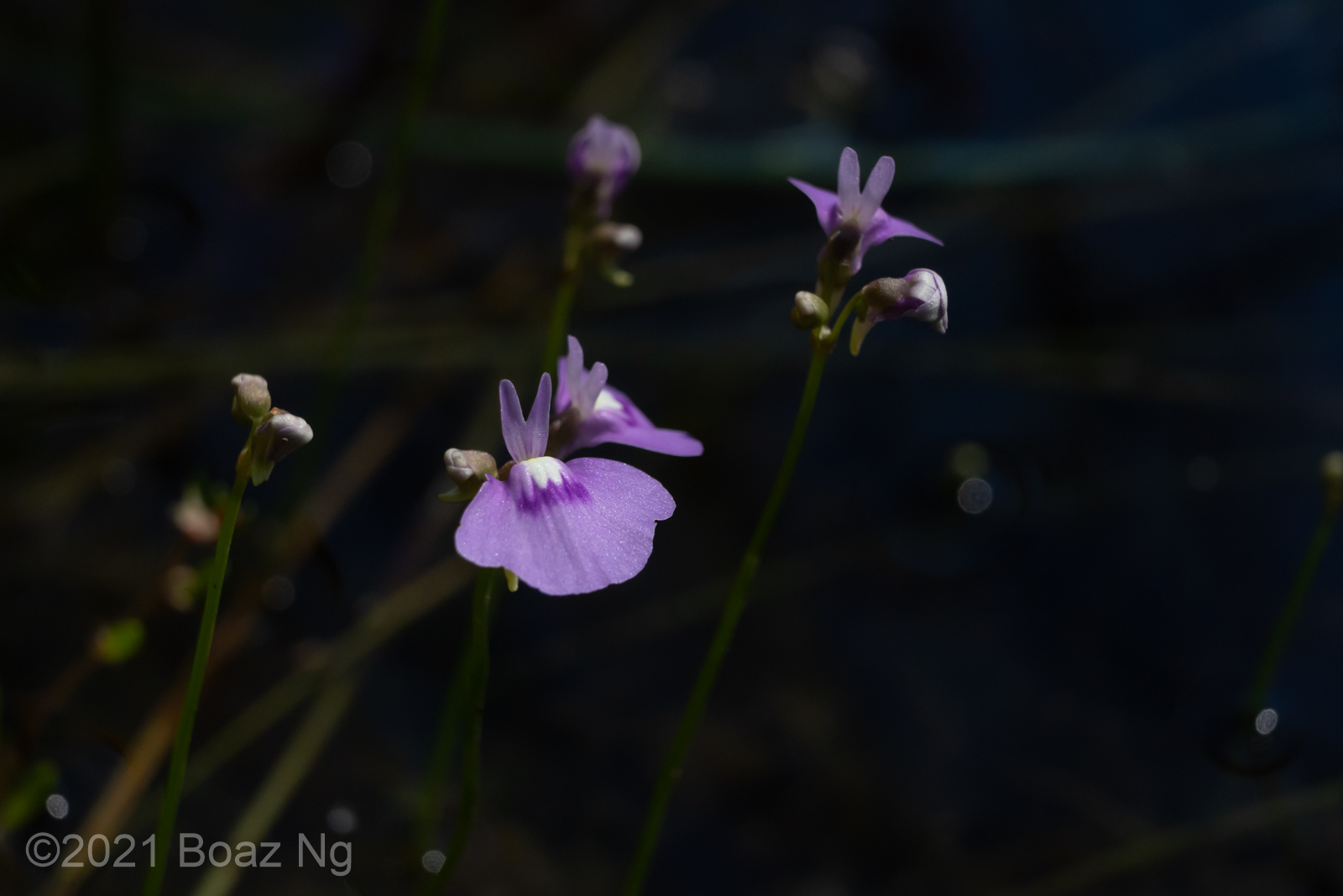 Utricularia triflora Species Profile