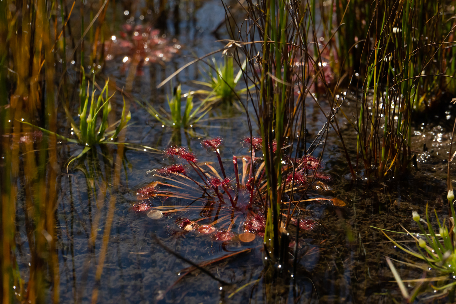 Drosera dilatatopetiolaris Species Profile