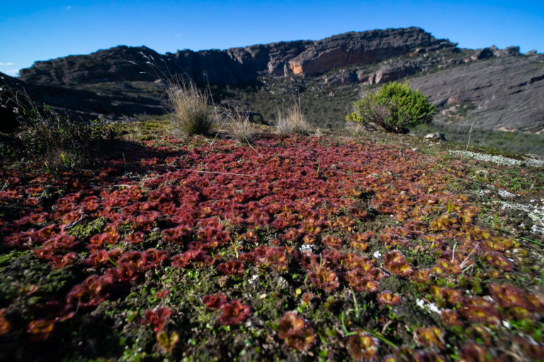 The Grampians in June – Drosera aberrans and D. planchonii