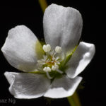 Details of Drosera aff. gracilis