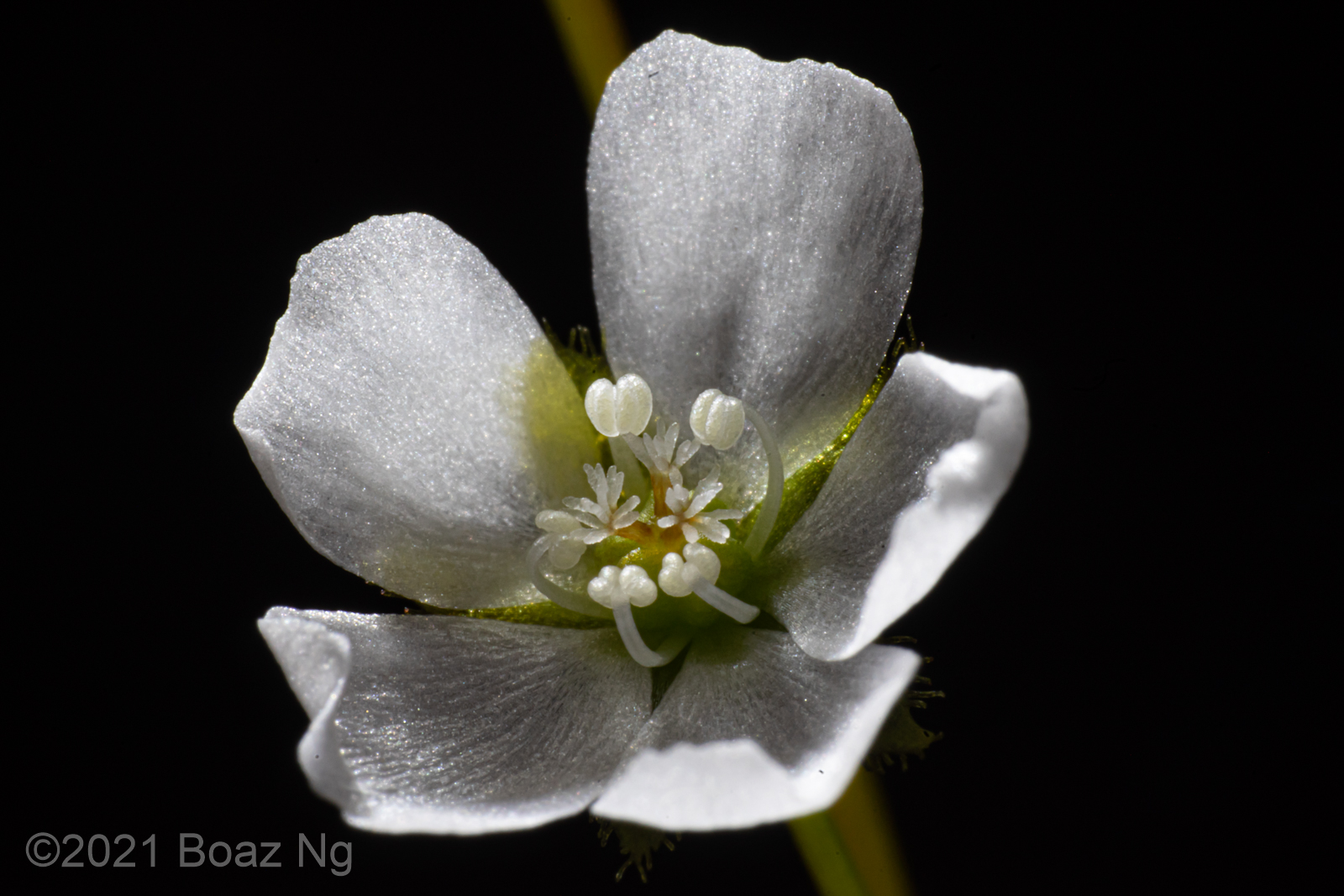 Details of Drosera aff. gracilis