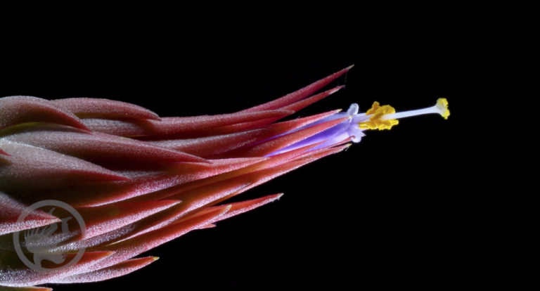 Tillandsia ionantha time lapse