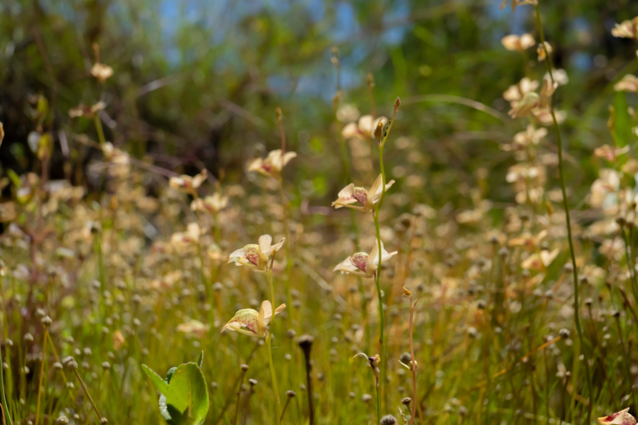 Utricularia fulva Species Profile