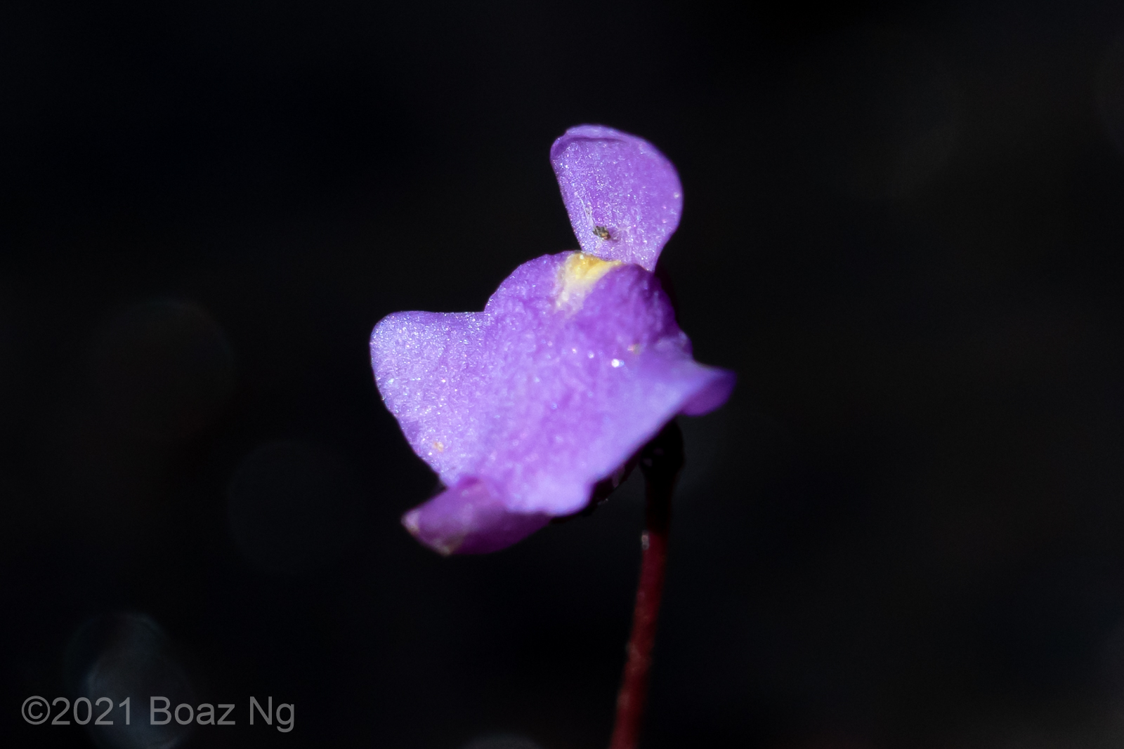 Utricularia simplex Species Profile