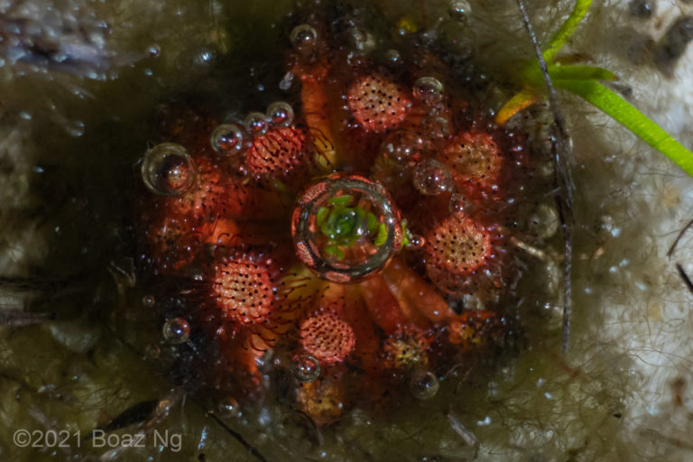 Drosera x sidjamesii Species Profile