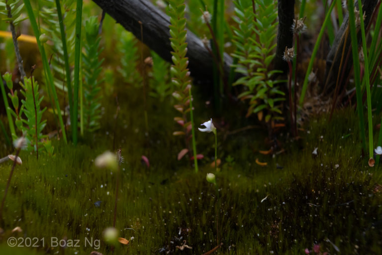 Utricularia lateriflora Species Profile