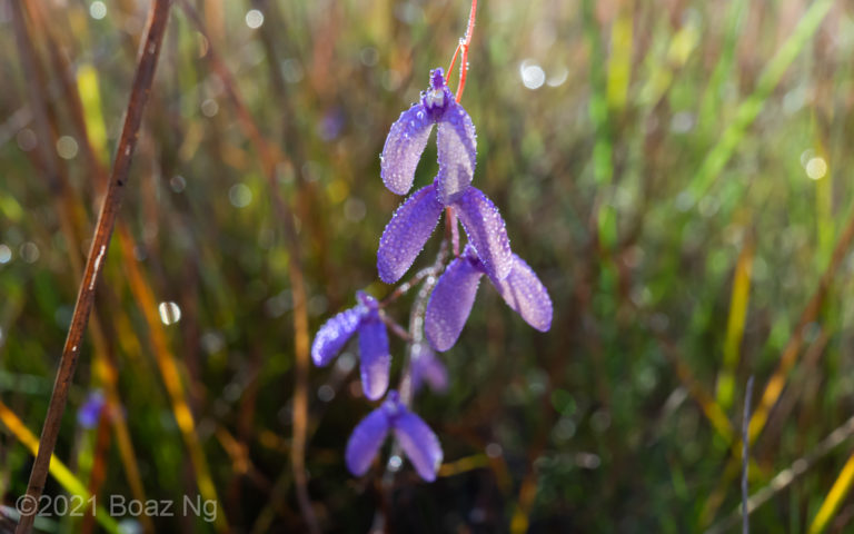 Utricularia leptoplectra Species Profile