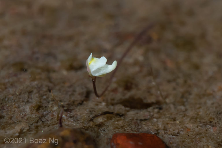 Utricularia nivea Species Profile