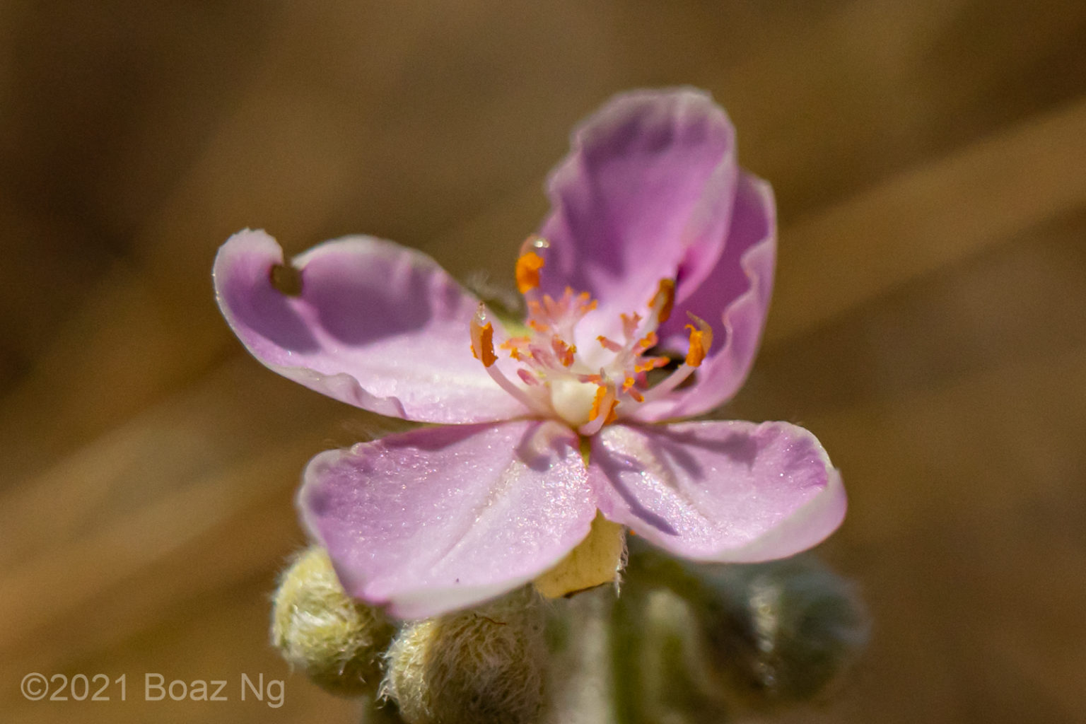 Drosera brevicornis Species Profile Fierce Flora