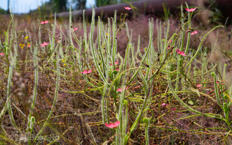 Drosera fragrans Species Profile