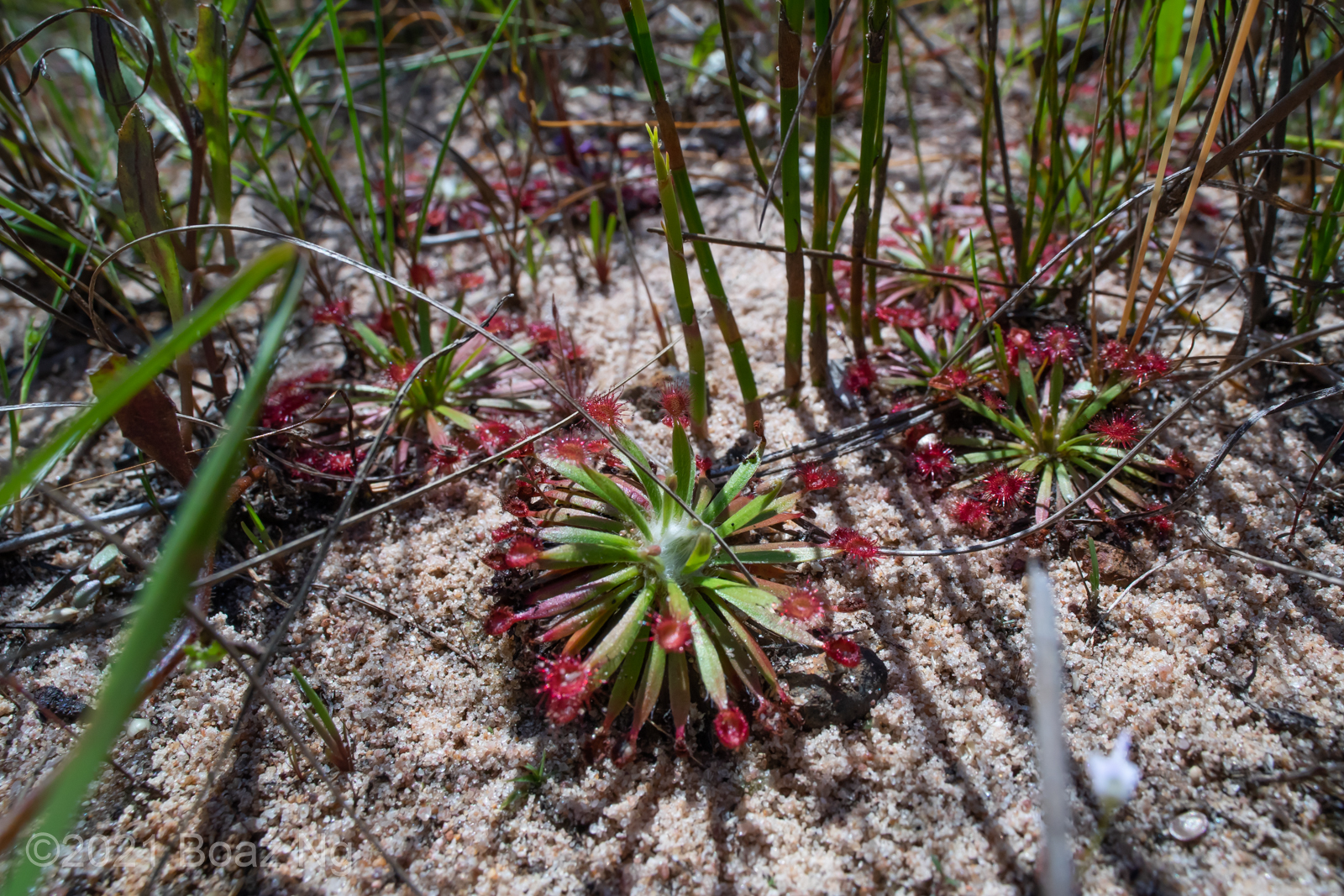 Drosera fulva Species Profile