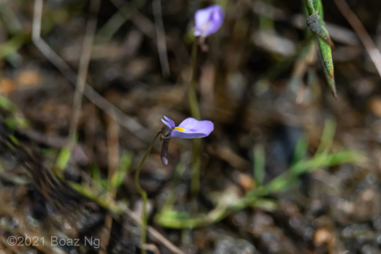 Utricularia hamiltonii Species Profile