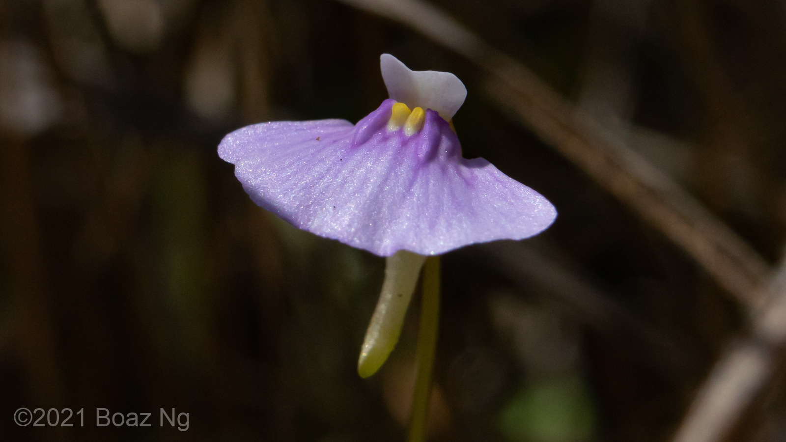 Utricularia gaagudju Species Profile