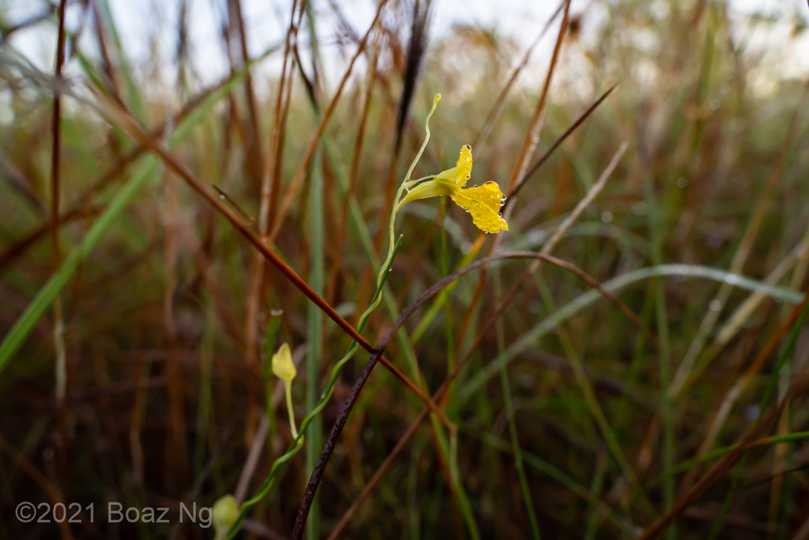 Utricularia involvens Species Profile