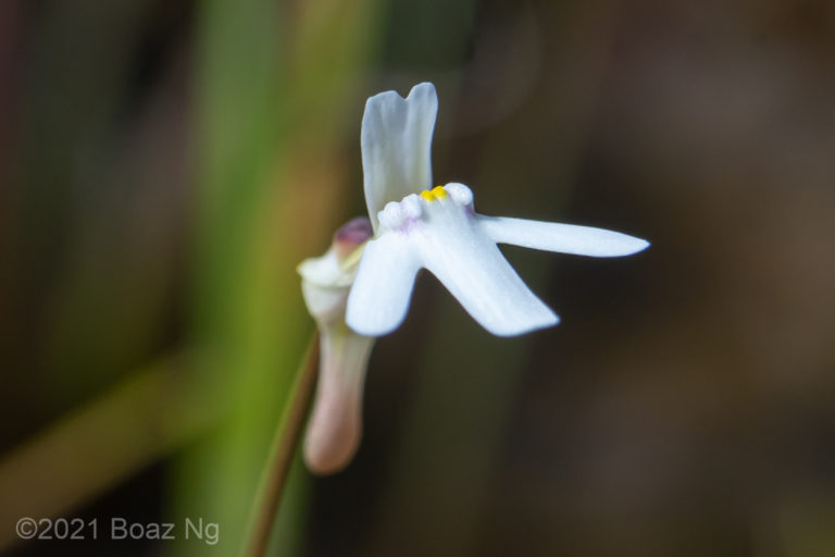 Utricularia kamienskii Species Profile