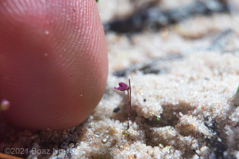 Utricularia aff minutissima Species Profile